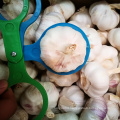 Chinese fresh 4 p purple/normal white garlic in bulk fresh garlic
